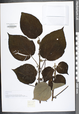 LE 01042033