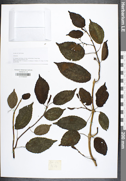 LE 01042037