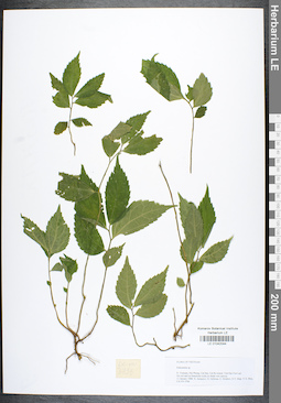 LE 01042044
