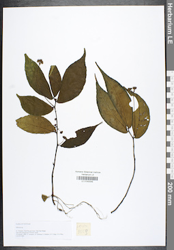 LE 01042049
