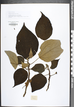 LE 01042056