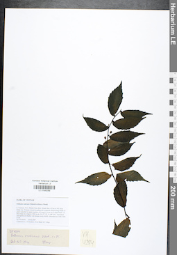 LE 01042059
