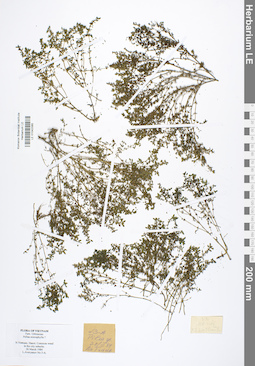 LE 01042065