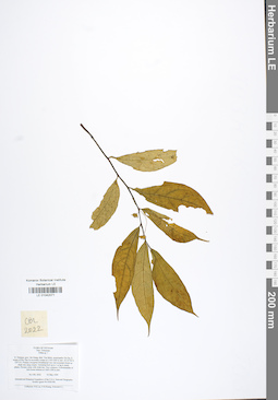 LE 01042071