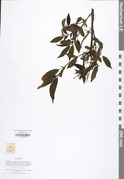 LE 01042072