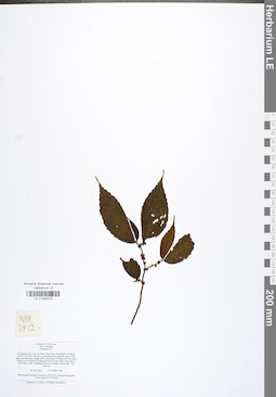 LE 01042075