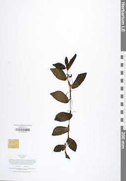 LE 01042079