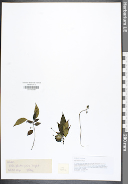 LE 01042094