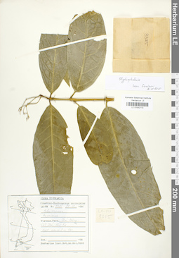 LE 01042113