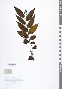 LE 01042116