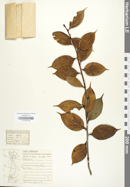 LE 01042126