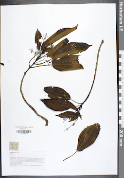 LE 01042137
