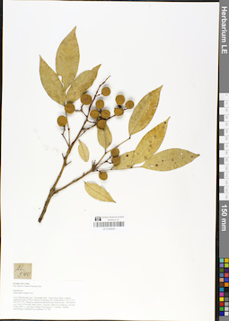 LE 01049040