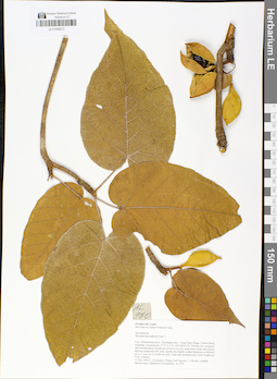 LE 01049212