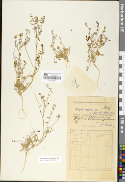 LE 01050788