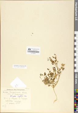 LE 01050816