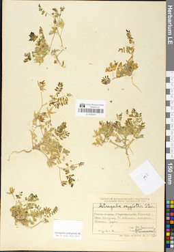 LE 01050817