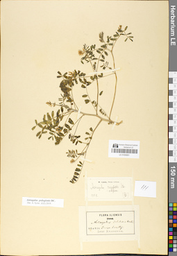 LE 01050851