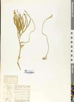 LE 01048379