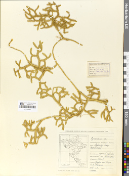 LE 01048384