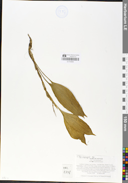 LE 01049944