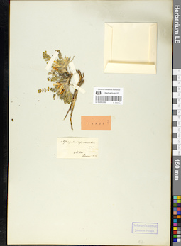 LE 01051535