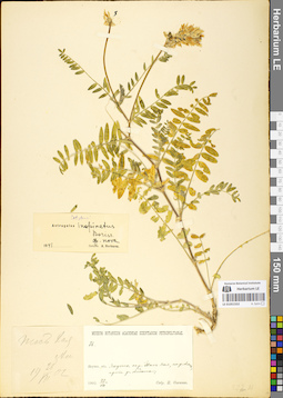 LE 01051552