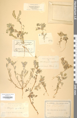 LE 01025903