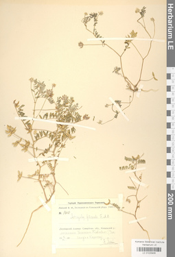 LE 01025906