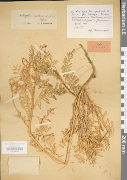 LE 01036201