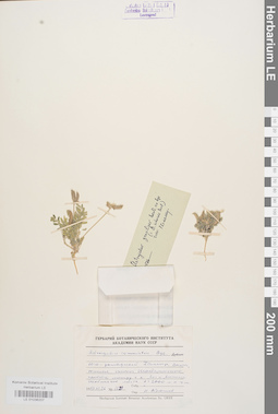 LE 01036207