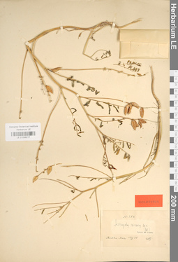 LE 01036217