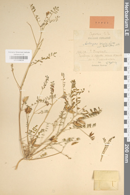 LE 01036218