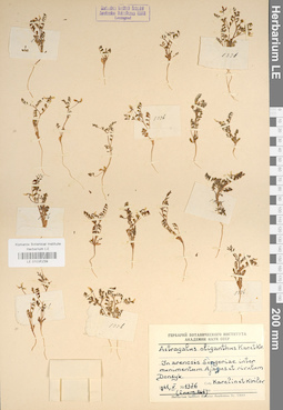 LE 01036239