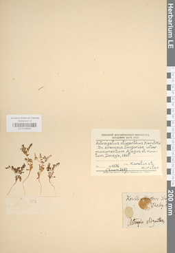LE 01036240