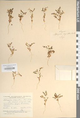 LE 01036242