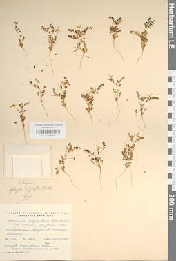 LE 01036243