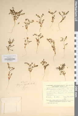 LE 01036244