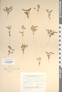 LE 01036245