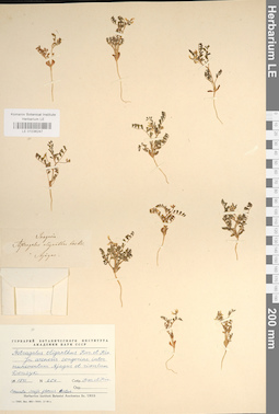 LE 01036247