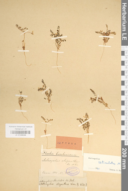 LE 01036249