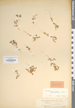 LE 01036250