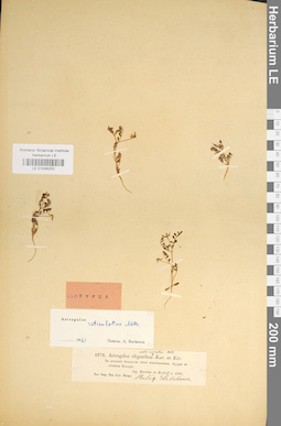LE 01036252