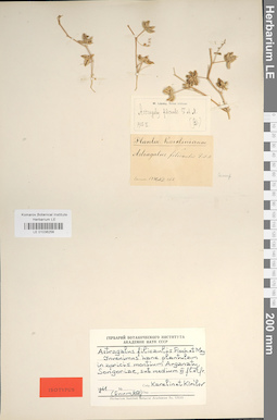 LE 01036256