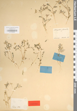 LE 01036264