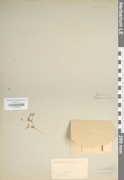 LE 01036266