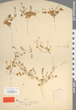 LE 01036285
