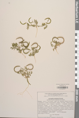 LE 01037071