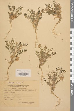 LE 01037080