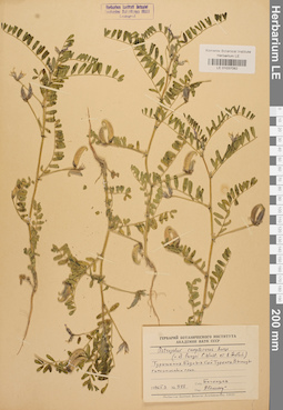 LE 01037082